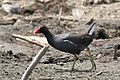 Gallinule poule-d'eau (Naivasha, Kenya).