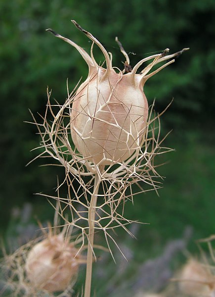 File:Nigella arvensis fruit.jpg