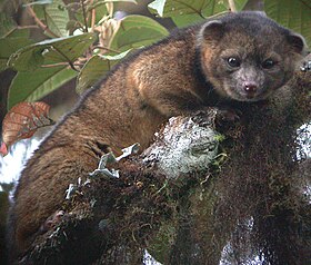 Olinguito