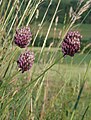 Allium rotundum