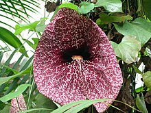 Aristolochia grandiflora.JPG