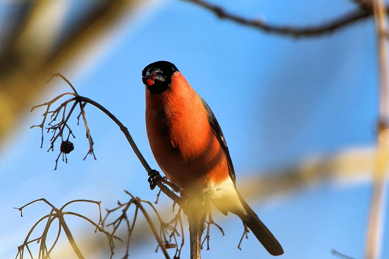 File:Bullfinch - Rutland Water (23979512862).jpg