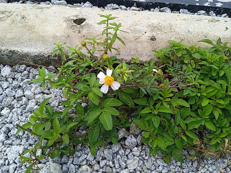 File:Bidens pilosa at Elmina West in Seksyen U15, Shah Alam 20231126 101332.jpg