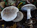 Clitocybe nebularis