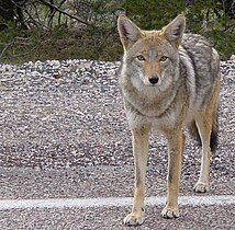 Coyote