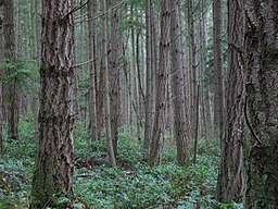 San Juan island, Washington, United States