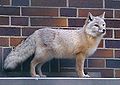 Vulpes corsac