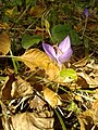 Crocus banaticus