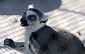 Ring-tailed lemur