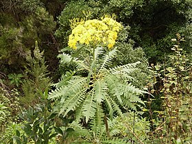 Palmski badelj (Sonchus palmensis)