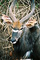 Nyala (Tragelaphus angasii) bika