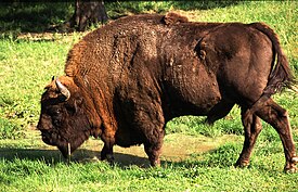 Visentti (Bison bonasus)