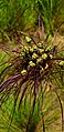 Tacca maculata Mirima National Park