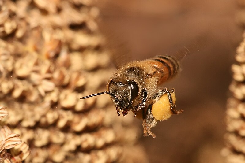 File:Apis mellifera flying.jpg