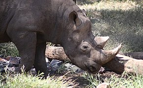 Black rhino scratching on a log. (8011490841).jpg