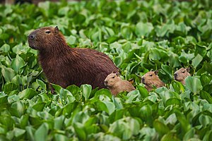 #8: خنزير ماء (Hydrochoerus hydrochaeris) في المنطقة المحمية من نهر تيتي في ولاية ساو باولو، البرازيل. نسب العمل لمُؤَلِّفه: Clodomiro Esteves Junior (CC BY-SA 4.0)