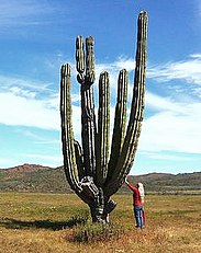 Tall treelike habit (Pachycereus pringlei)