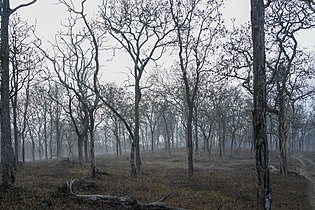 Dry teak forest