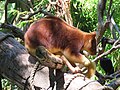 Goodfellow-Baumkänguru (Dendrolagus goodfellowi)