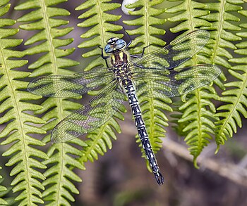 Hairy dragonfly