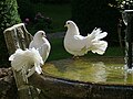 Fountain in the garden