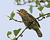 Lineated Barbet (Megalaima lineata) - Flickr - Lip Kee (1)