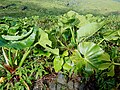 Dans la Savane à Mûlets (Guadeloupe)