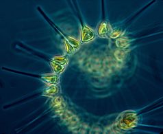 Colonial phytoplankton