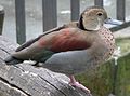 Ringed teal