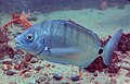 80 Sargo común (Diplodus sargus), Parque natural de la Arrábida, Portugal, 2020-07-21, DD 56 uploaded by Poco a poco, nominated by Poco a poco,  10,  0,  0