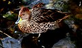 Yellow-billed pintail