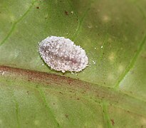 Final instar caterpillar