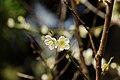 梅花盛開（清大梅園）