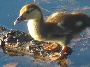 Older duckling