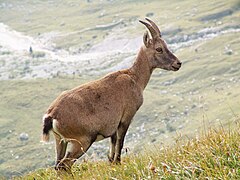 Bouquetin des Alpes (Capra ibex).