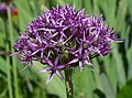 Allium atropurpureum