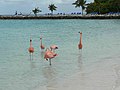 Flamingo's in Aruba