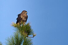 Rapace de taille moyenne perché dans un conifère