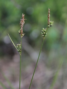 Pallosara Oulussa