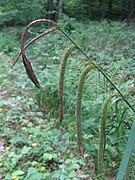 Laîche à épis pendants (Carex pendula) ; fossés, bords des chemins.