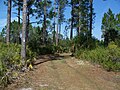 Trail through woods