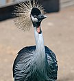 Crowned crane