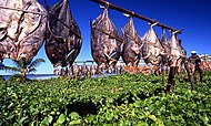 Flattened fish being dried in the sun