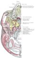 Base of the skull, inferior surface, attachment of muscles marked in red