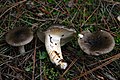 Hygrophorus meridionalis