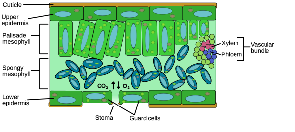 Diagram anatomi jero daun