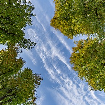 Linden trees and the sky with clouds in Planina, Postojna, Slovenia