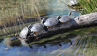 Pond sliders on a tree log at the zoo