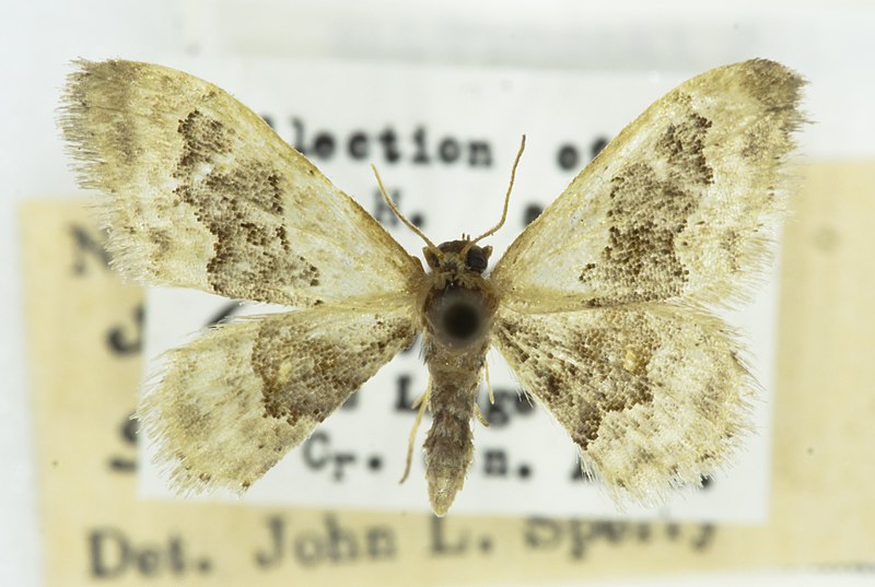 File:Sterrha gemmata, -26187, Todd's Lodge, Oak Creek Canyon, Arizona, 18 June 1946, J.L. Sperry (49550777972).jpg