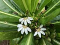 Fleurs à cinq pétales blancs étalés en un demi-cercle, au milieu de longues feuilles lancéolées vertes.